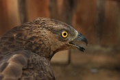 Včelojed lesní (Pernis apivorus). ZOO Vyškov