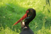 Čáp černý (Ciconia nigra). ZOO Olomouc 