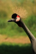 Jeřáb královský (Balearica regulorum gibbericeps). ZOO Olomouc