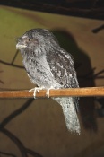 Lelkoun soví (Podargus strigoides). ZOO Olomouc