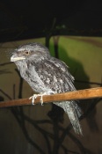 Lelkoun soví (Podargus strigoides). ZOO Olomouc