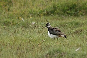 Čejka chocholatá (Vanellus vanellus)