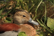Kachnička šedoboká (Callonetta leucophrys). ZOO Olomouc