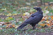Krkavec  velký (Corvus corax). Park Štěpánka, Mladá Boleslav