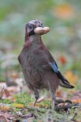 Sojka obecná (Garrulus glandarius). Park Štěpánka, Mladá Boleslav