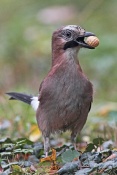Sojka obecná (Garrulus glandarius). Park Štěpánka, Mladá Boleslav