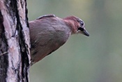 Sojka obecná (Garrulus glandarius). Park Štěpánka, Mladá Boleslav