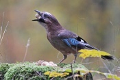 Sojka obecná (Garrulus glandarius). Park Štěpánka, Mladá Boleslav