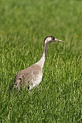 Jeřáb popelavý (Grus grus)