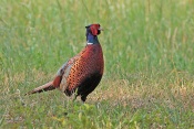 Bažant obecný (Phasianus colchicus). Zámecký park Židlochovice