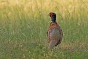 Bažant obecný (Phasianus colchicus). Zámecký park Židlochovice