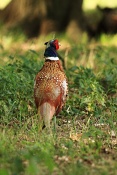 Bažant obecný (Phasianus colchicus). Zámecký park Židlochovice