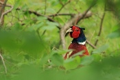 Bažant obecný (Phasianus colchicus). Zámecký park Židlochovice