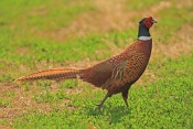 Bažant obecný (Phasianus colchicus). Zámecký park Židlochovice