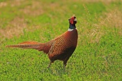 Bažant obecný (Phasianus colchicus). Zámecký park Židlochovice