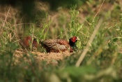 Bažant obecný (Phasianus colchicus). Zámecký park Židlochovice