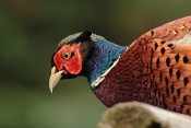 Bažant obecný (Phasianus colchicus). Zámecký park Židlochovice