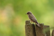 Lejsek šedý (Muscicapa striata). Zámecký park Židlochovice