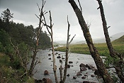 River Gaur
