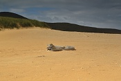 Sgarasta Bheag (Scarista Beach), South Harris