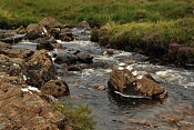 Řeka Allt Coir´a´ Mhadaidh a vodopády Fairy Pools, Skye
