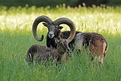Muflon (Ovis musimon). Park Židlochovice
