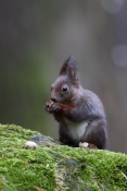 Veverka obecná (Sciurus vulgaris) – park Štěpánka, Mladá Boleslav