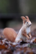 Veverka obecná (Sciurus vulgaris) – park Štěpánka, Mladá Boleslav