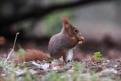 Veverka obecná (Sciurus vulgaris) – park Štěpánka, Mladá Boleslav