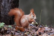 Veverka obecná (Sciurus vulgaris) – park Štěpánka, Mladá Boleslav