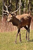 Jelen evropský (Cervus elaphus).Nové Hrady