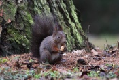 Veverka obecná (Sciurus vulgaris) – park Štěpánka, Mladá Boleslav