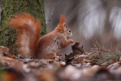 Veverka obecná (Sciurus vulgaris) – park Štěpánka, Mladá Boleslav