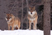 Vlk obecný eurasijský (Canis lupus lupus) – Tierpark Beyerischer Wald (D)