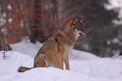 Vlk obecný eurasijský (Canis lupus lupus) – Tierpark Beyerischer Wald (D)
