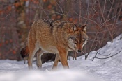 Vlk obecný eurasijský (Canis lupus lupus) – Tierpark Beyerischer Wald (D)