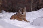 Vlk obecný eurasijský (Canis lupus lupus) – Tierpark Beyerischer Wald (D)