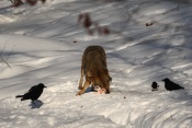 Vlk obecný eurasijský (Canis lupus lupus) – Tierpark Beyerischer Wald (D)
