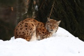 Rys ostrovid (Lynx lynx) – Tierpark Beyerischer Wald (D)