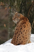 Rys ostrovid (Lynx lynx) – Tierpark Beyerischer Wald (D)