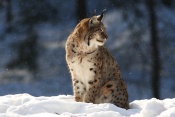Rys ostrovid (Lynx lynx) – Tierpark Beyerischer Wald (D)