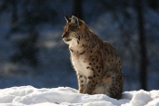 Rys ostrovid (Lynx lynx) – Tierpark Beyerischer Wald (D)