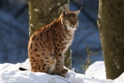 Rys ostrovid (Lynx lynx) – Tierpark Beyerischer Wald (D)