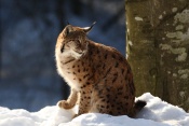 Rys ostrovid (Lynx lynx) – Tierpark Beyerischer Wald (D)
