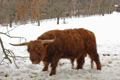 Tur domácí - Skotský náhorní skot (Highland Cattle). Besedice