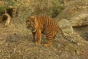 Tygr sumaterský (Panthera tigris Sumatra). ZOO Brno