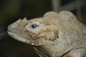 Leguán nosorohý (Cyclura cornuta). ZOO Brno