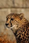 Gepard štíhlý (Acinonyx jubatus). ZOO Chleby