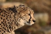 Gepard štíhlý (Acinonyx jubatus). ZOO Chleby