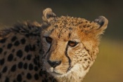 Gepard štíhlý (Acinonyx jubatus). ZOO Chleby